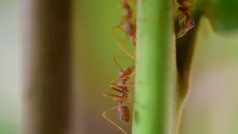 Ants worker in nature. Stock-Footage 127819010