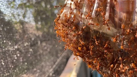 Ants worker in nature. Stock Footage 228798252