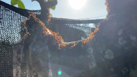 Ants worker in nature. Stock Footage 228798255