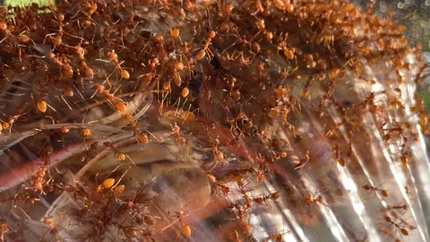 Ants worker in nature. Stock Footage 228798256