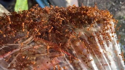 Ants worker in nature. Stock Footage 228798257