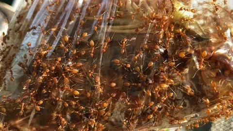 Ants worker in nature. Stock Footage 228798261