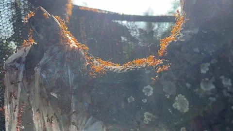 Ants worker in nature. Stock Footage 228798267