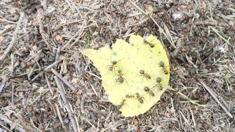 Ants workers are efficient and organized at work. Managers stay on top of leaf Stock Footage 147111144