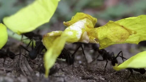 Ants working 2 Stock Footage 140472656