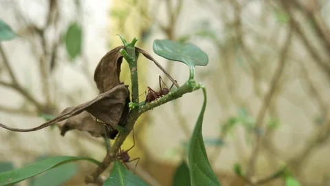 Ants working in the Amazon rainforest Stock Footage 76967769