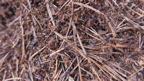 Ants working in ant hill. Closeup Stock Footage 73830603