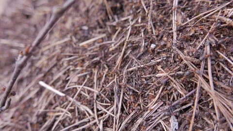 Ants working in ant hill. Closeup 库存影片 73830715