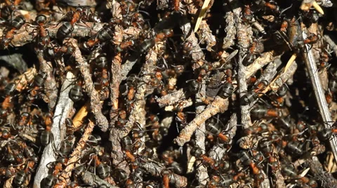 Ants Working in Ant Hill Stock Footage 38094405