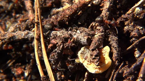 Ants working in ant hill Vidéo 54894429