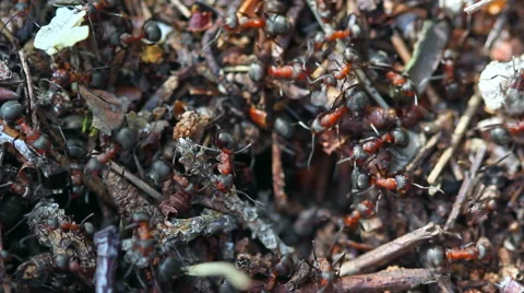Ants working in ant hill. Stock Footage 62300528