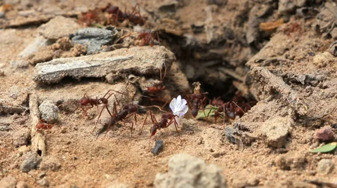 Ants working in a anthill Stock Footage 40775151