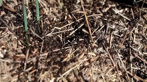 Ants working in an anthill in summer Stock Footage 38960451