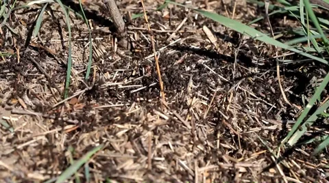 Ants working in an anthill in summer Stock Footage 38960807