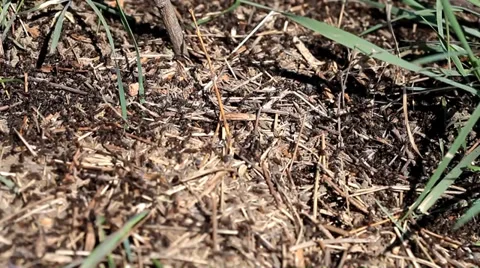 Ants working in an anthill in summer Stock Footage 38961052
