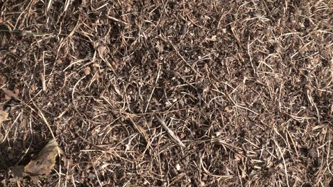 Ants working on anthill surface. Ant colony. Slow motion, 240 fps Stock Footage 123534845