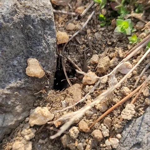 Ants Working Around Their Nest Entrance Video stock 320095977