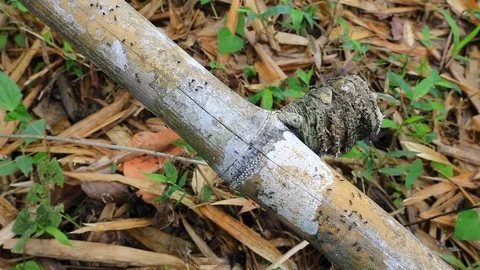 Ants working on bamboo trunk Vidéo 129993034