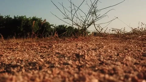 Ants working close up Stock Footage 253821881