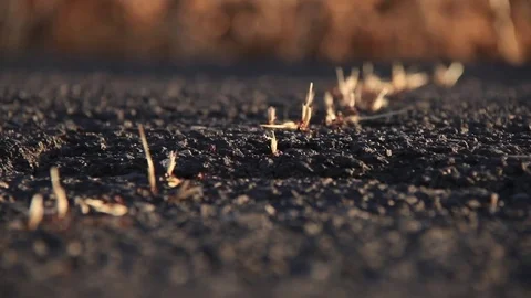 Ants Working In Cooperation / ant macro close up shot insect harvesting together Stock Footage 77511460