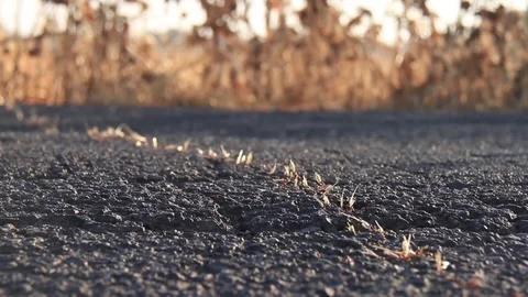 Ants Working In Cooperation / ant macro close up shot insect harvesting together Stock Footage 77511522