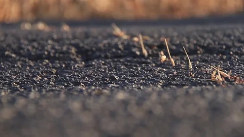 Ants Working In Cooperation / ant macro close up shot insect harvesting together Stock Footage 77649118