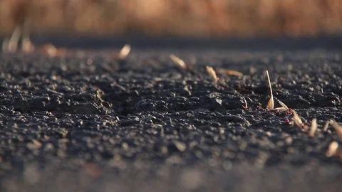 Ants Working In Cooperation / ant macro close up shot insect harvesting together Video stock 77649462