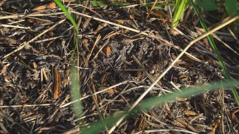 Ants working in cooperation in an anthill in springtime. Stock Footage 75451045