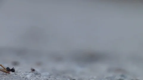 Ants working creating a pathway on the ground, shallow field of depth Stock Footage 106097503