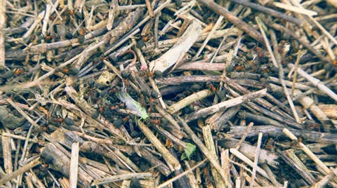 Ants Working Stock-Footage 22438416