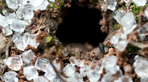 Ants working Stock Footage 31042381