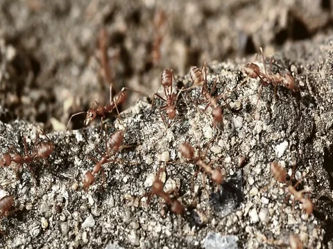 Ants working Stock Footage 77330875