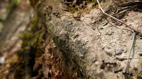 Ants working Stock Footage 106727340