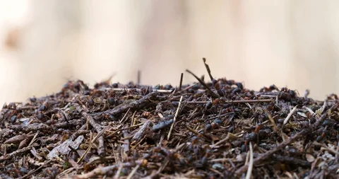 Ants working Stock Footage 110919410