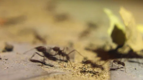 Ants working Video stock 122381745