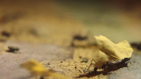 Ants working Video stock 122408394