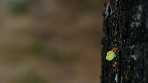 Ants working Stock Footage 128936823