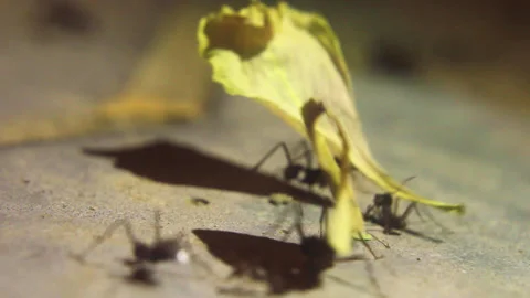 Ants working Video stock 130176105