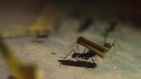 Ants working Video stock 130176145