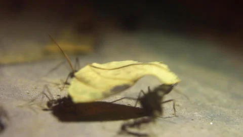 Ants working Video stock 130176174