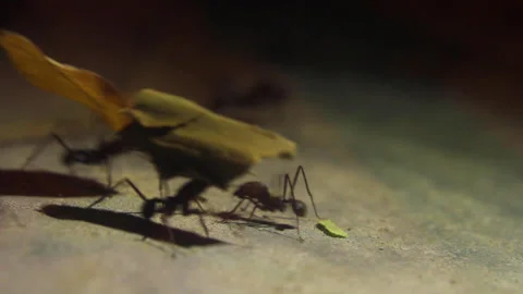 Ants working Stock Footage