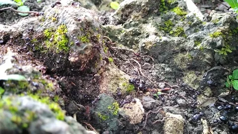 Ants working 動画素材 150259709