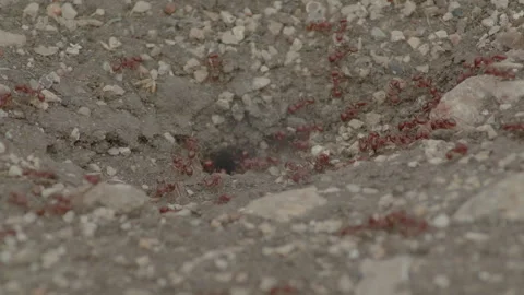 Ants working Stock Footage 276165056