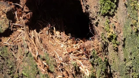 Ants working in the forest anthill 4k Video stock 155225322