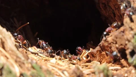 Ants working in the forest anthill 4k Stock-Footage 155225908