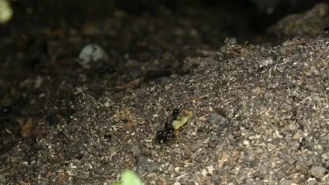 Ants working on forest ground close-up Stock Footage 330310571