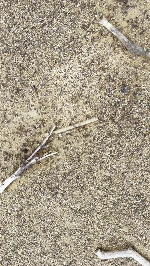 Ants Working Frantically Around the Nest Stock Footage 145786007