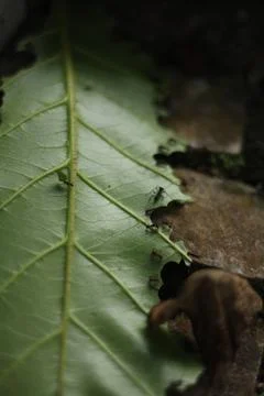 Ants Working in a Green Leaf 2 Stock Photos