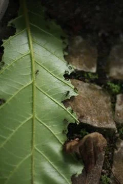 Ants Working in a Green Leaf 3 Stock Photos