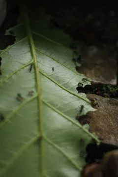 Ants Working in a Green Leaf Stock Photos